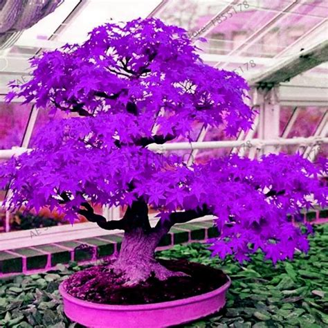 Japanese Purple Ghost Maple Tree Bonsai Flores Acer Palmatum Garden Planting All - Best Seeds ...