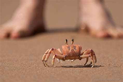 Photography by Anette Mossbacher - Ghost Crab South Africa | Animals wild, Ocean creatures ...