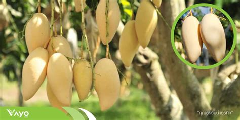 มะม่วงน้ำดอกไม้สีทอง (Mangifera Indica L.) - Vayo Farm - Blog : บล็อก วาโย ฟาร์ม