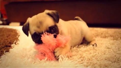 Ellie The Pug Puppy (tdm ellie reacts vlog) | Pugs and kisses, Dantdm ...