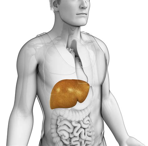 Metabolic Liver Disease Clinic | Houston Methodist