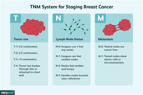 Breast Development Stages Chart