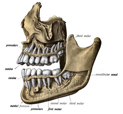 Mandibular Canal