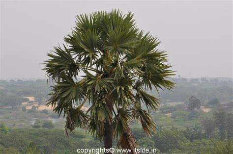 Palmyra Palm Tree | Borassus palm | Nungu Tree | Toddy Palm Tree