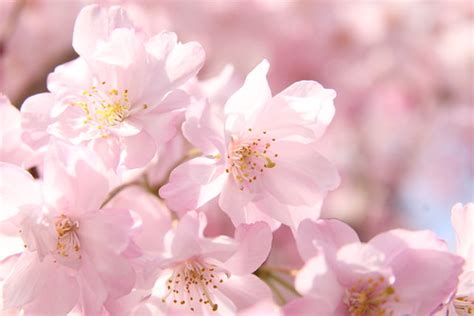 YOKOHAMA SAKURA. | skyseeker | Flickr