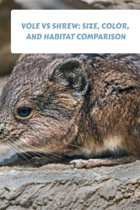 Vole vs shrew size color and habitat comparison – Artofit