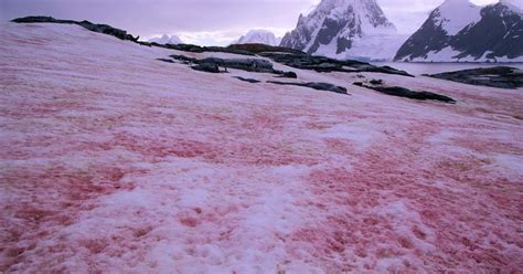 Pink Snow Looks Awesome, But Is Another Climate Change Indicator ...