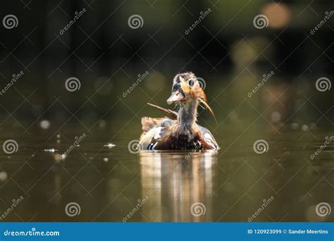 Mandarin Duck Aix Galericulata Eclipse Plumage Stock Image - Image of orange, animal: 120923099