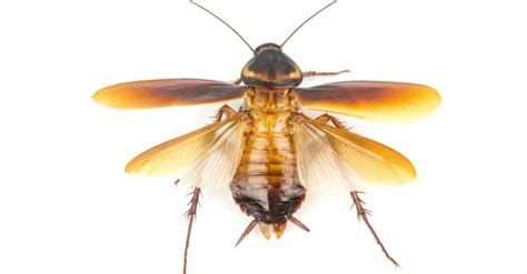 Do Cockroaches Fly? The 5 Types of Winged Roach - A-Z Animals