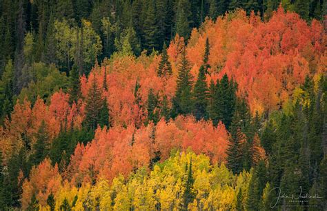 Multi-Colored Aspen Trees on Mountain, West side of Rocky Mountain National Park, Colorado ...