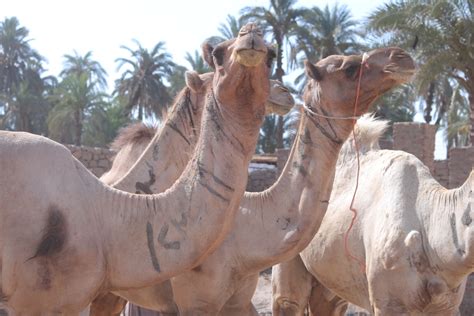 يبدأ من 5 آلاف ويصل لـ30 ألف جنيه.. أسعار الجمال فى سوق دراو بأسوان ومن أين تأتى؟ - اليوم السابع