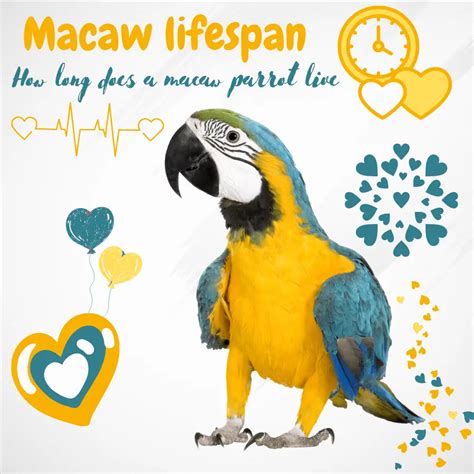 Macaw lifespan - Macaw life expectancy | How long does macaw live