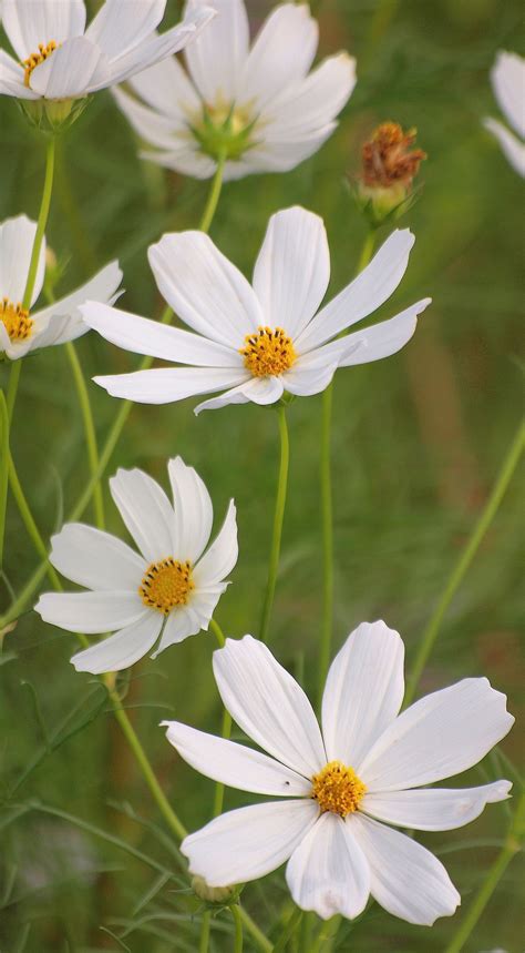 white Cosmos Flowers, Flowers For You, Flowers Nature, Small Flowers, Pretty Flowers, White ...