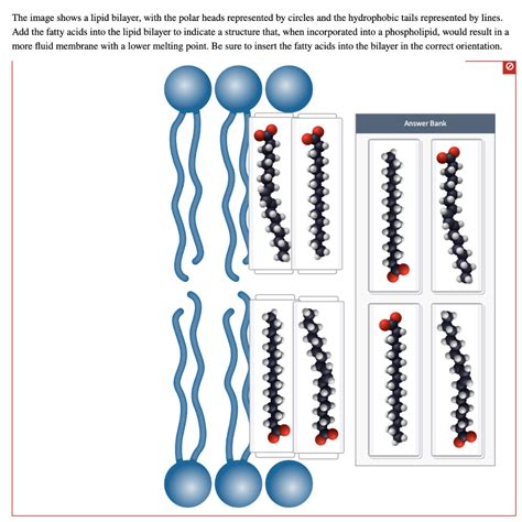 Solved The image shows a lipid bilayer, with the polar heads | Chegg.com