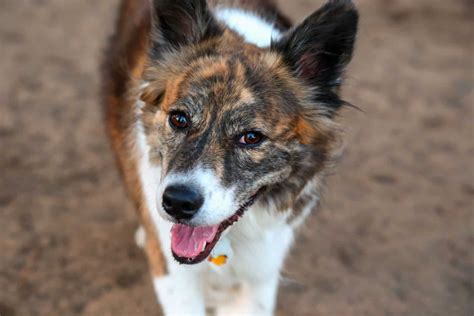 Australian Shepherd Corgi Mix - The Ultimate Herding Dog