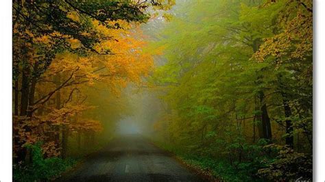 Serene Foggy Fall Road Through the Enchanted Forest