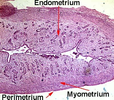 female anatomy and histology pictures