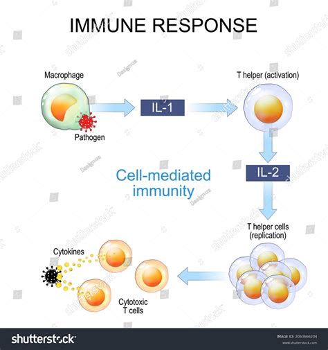 Immune Response Antigen Presentation Cellmediated Immunity Stock Vector ...