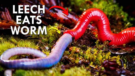 Predatory Leeches Exist, And Are Horrific - YouTube