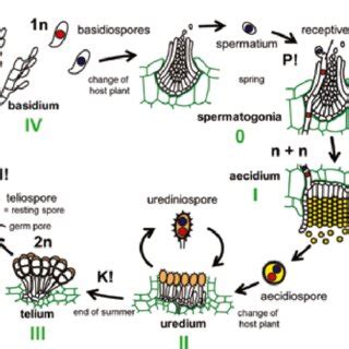 The life cycle of the rust fungus Puccinia graminis (Pucciniales) on ...