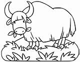 Yak Laughing Coloring Page  Free Printable Pages For Kids sketch template