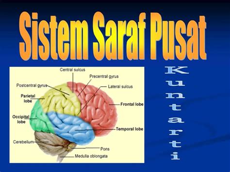 PPT - Sistem Saraf Pusat PowerPoint Presentation, free download - ID ...