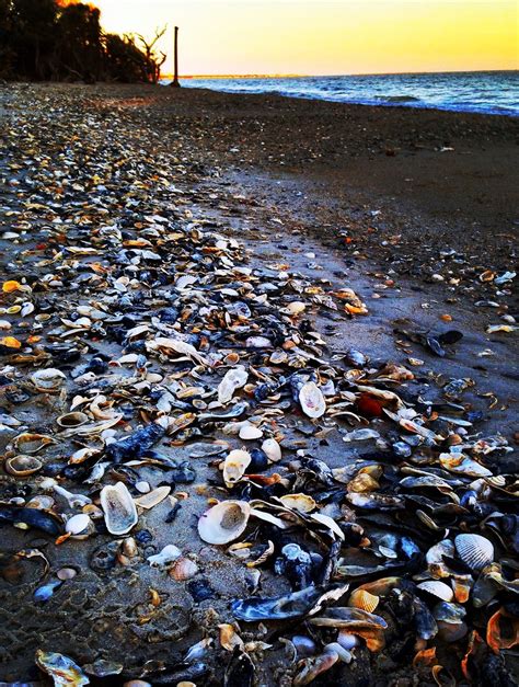 Sea shells at Botany Bay on Edisto Island | Sea shells at Bo… | Flickr