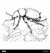 Coloring Beetle sketch template