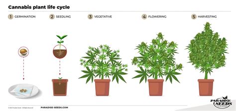 The 4 cannabis growing stages explained - Paradise Seeds