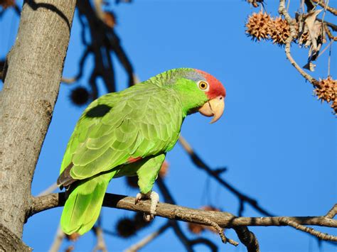 Red-crowned Parrot (Introduced birds of North America) · iNaturalist