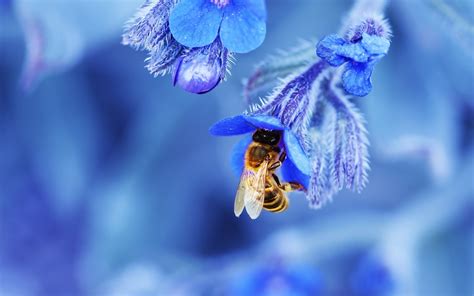 Honey Bee Desktop Wallpaper - WallpaperSafari