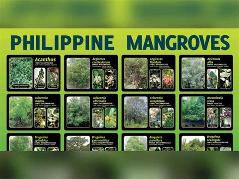 Poster on Philippine Mangroves - Forest Foundation Philippines