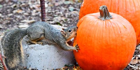 How to stop squirrels and other animals from eating your pumpkins