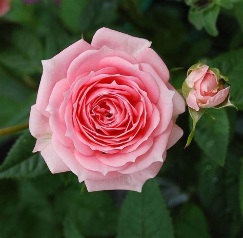 Rose 'Tickled Pink' - Riverside Garden Centre