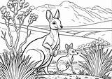 Mother And Baby Kangaroo coloring Page  Download Print Or Color sketch template