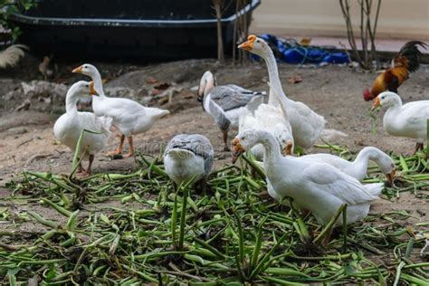 Geese eating food stock image. Image of geese, bird - 144293449