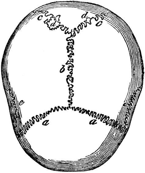 Skull Sutures Diagram | Quizlet