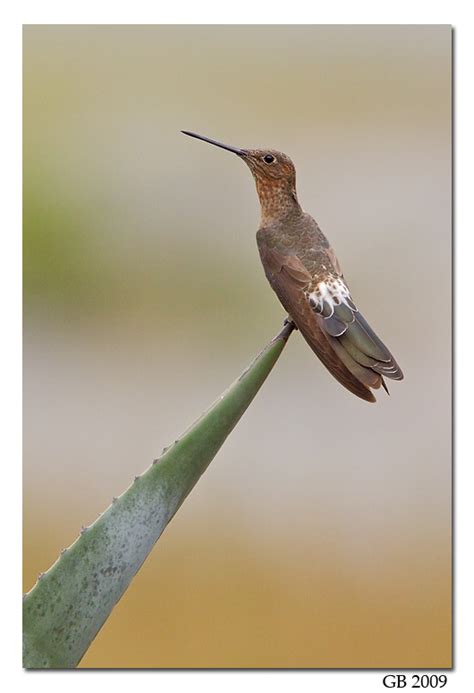 GIANT HUMMINGBIRD