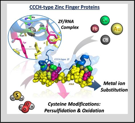 Targeting Zinc Finger Proteins with Exogenous Metals and Molecules ...