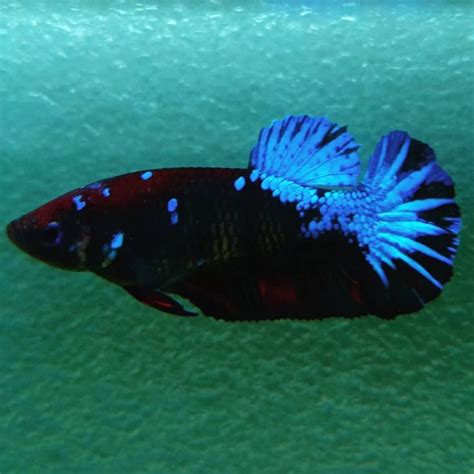 This Female Blue black light ready to breed | Betta fish types, Betta ...