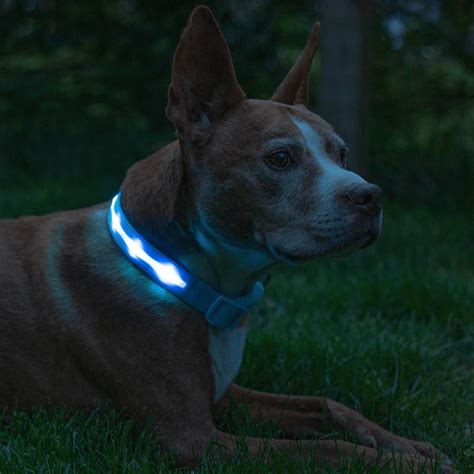 Best Light Up Dog Collar Keep Your Pup Safe And Seen