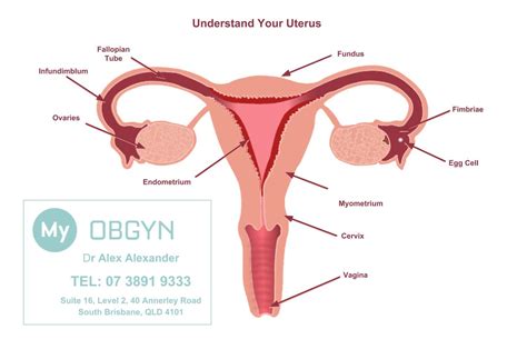 Understand Your Uterus — Gynaecologist Brisbane