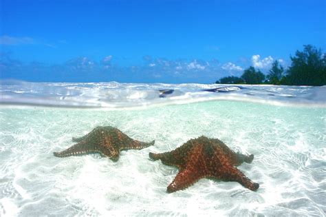 Grand Cayman: 3-Stop Stingray City Tour with Snorkeling | GetYourGuide