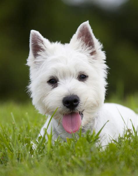 White Dog Breeds - Discover The Pups As Pale As Snow!