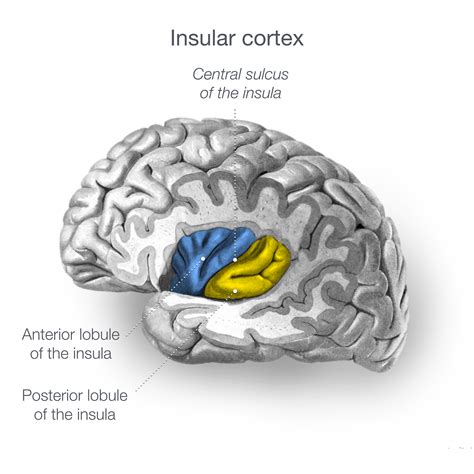 Brain Diagram Labeled Insula