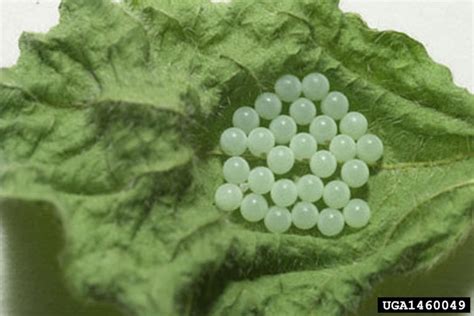 File:Brown marmorated stink bug eggs on leaf.jpg - Wikipedia