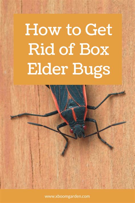 Box Elder Bugs Traps - DIY