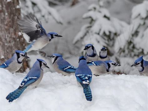 Blue Jays in Winter (Location, Behavior, Survival + FAQs) | Birdfact