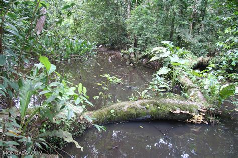 Rainforest pond biotope [tambopata-Tambopata_1028_4515]