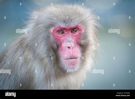 Red-faced Macaque (Macaca fuscata), portrait, Wilhelma zoological ...